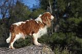 CAVALIER KING CHARLES 303